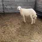 طلي فل شحم ونظيف شرط