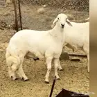 غنم قروب حلال بيع وشرا