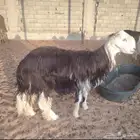 فحل نجدي توه داخل ثني سالم من العذاريب