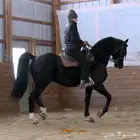 ترويض خيل