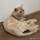 قطة للتبني