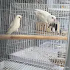 زوج. روز البنيو