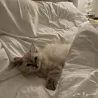 قطوه هملايا للبيع