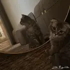 قط مهجن سكوتش مع شيرازي