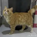 قط ذكر للتبني بمحافظة شقراء