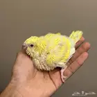 ببغاء فروخ كويكر لاتينو ودايلوت