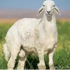 توفير ذبائح على الطلب بعموله 100 شامله التوصيل