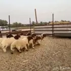 طليان