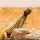 مطلوب للتربية .