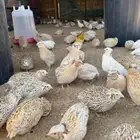 سمان بياض امهات