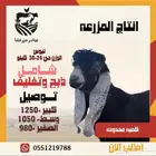 ذبائح تيوس