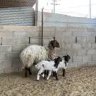 شياة مع خروفين