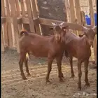 تيس تيوس لبانيه