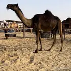 بكره مجهم كفو