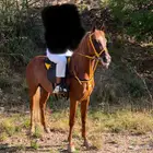 خيل شعبي
