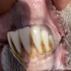 فحل مشروط