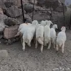 ( تم البيع ) بهم حري ذبايح