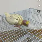 كروان او كوكتيل