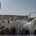 تيوس بيشيات