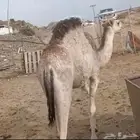 حاشي مفرود في المراح