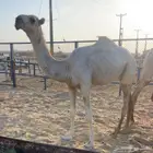حواره تروح يومين