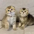 قطط سكوتش فولد بيرشن هاف بيكي مون فيس للبيع