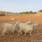 معزاء مشاريك طيبه