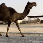 لقحات كفو لقاح على فحول منتجه.