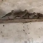 جوز قهدي قهابا