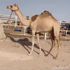 بكره حقه شكل وسلالة