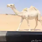 بكره لقحه