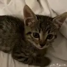 قطط للتبني