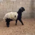 خروف نعيمي ( تم البيع )