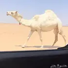 بكار لقوات وضح