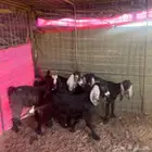 تم البيع  معزا جفار جذعات