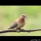 مطلوب حمام يمام ولاا حمام دحل