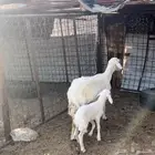 للبيع نعجه بولدها
