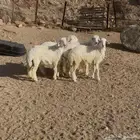 ( تم البيع ) طليان حري ذبايح شحم