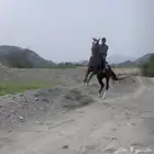 حصان شعبي فاخر
