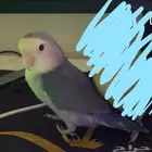 روز مفقود