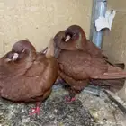 حمام كنق للبيع علئ السوم