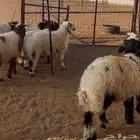 هرافى نعيم