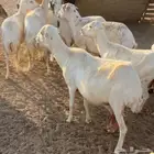 غنم للبيع