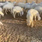 للبيع رخال حريات