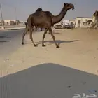 حقه تلقي على جميع الشروط