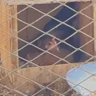 3 دجاج وديك مع 5 صيصان