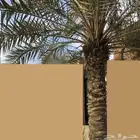 نخلتين للبيع