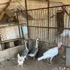 وز عراقي