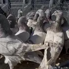 حمام سلفر الموق عفيف