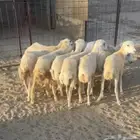 رخال رفيده